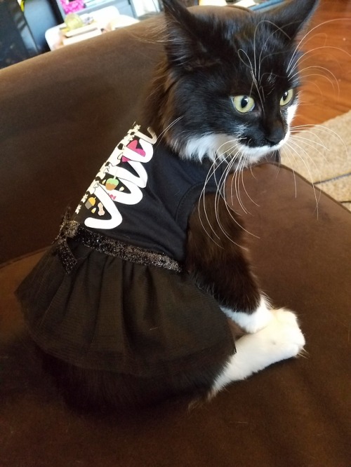 coolcatgroup:thedestructorclan:Otter got a spooki dress just in time for Halloween!@matissethecatto 