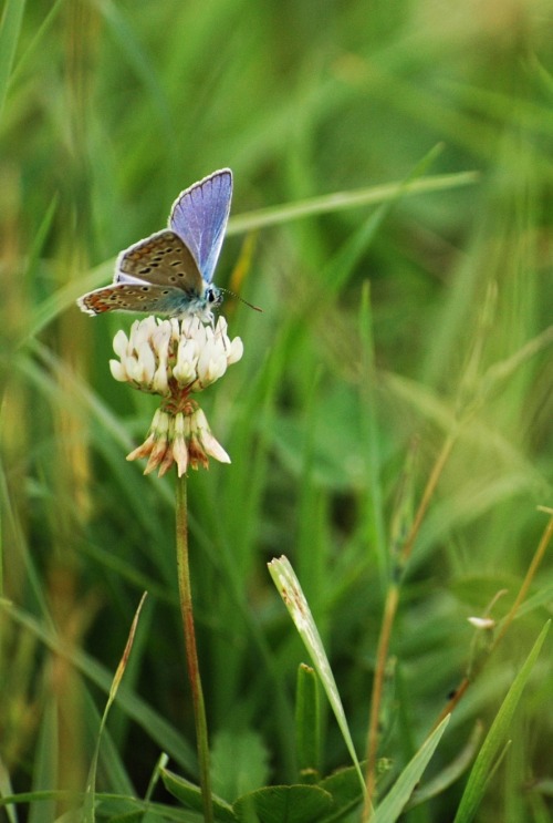 I almost wish we were butterflies and liv’d but three summer days - three such days with you I