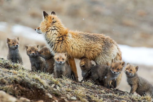 nubbsgalore:
“photos of red foxes by ivan kislov from chukotka, in russia’s far eastern arctic
”