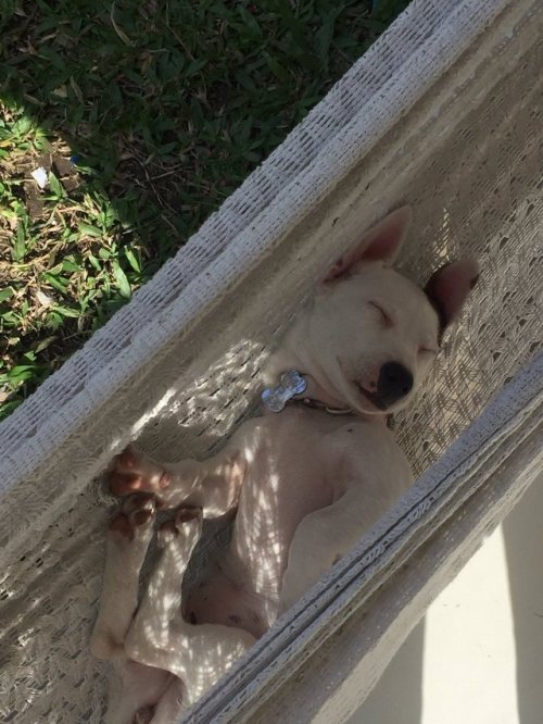 babyanimalgifs: “i saw a lump in the hammock, i approached and found this”