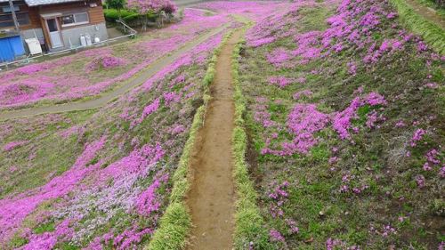 love:This loving husband spent two years planting thousands of flowers for his blind wife to smell. 