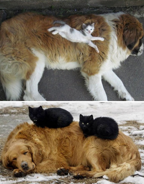 tastefullyoffensive:Cats Using Dogs as Pillows (images via bored panda)Previously: Puppies That Look Like Teddy Bears