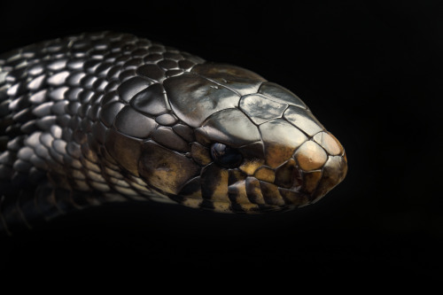 Typhon (Eastern indigo snake)