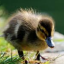 babyduckgirl