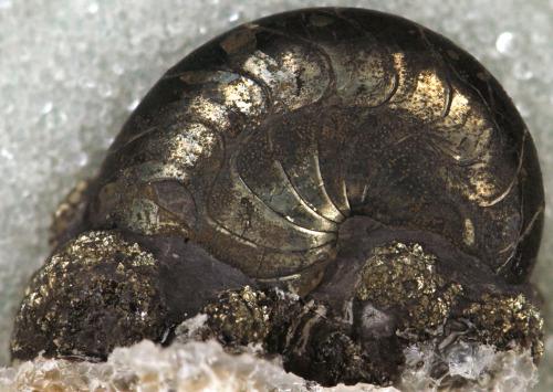 nightoftheghoulz: Pyritized Tomoceras unlangulare fossil