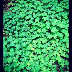 #Clover #Forestfloor #Redwoods #Groves #Elves #Hobbit  (At Frank And Bess Smithe