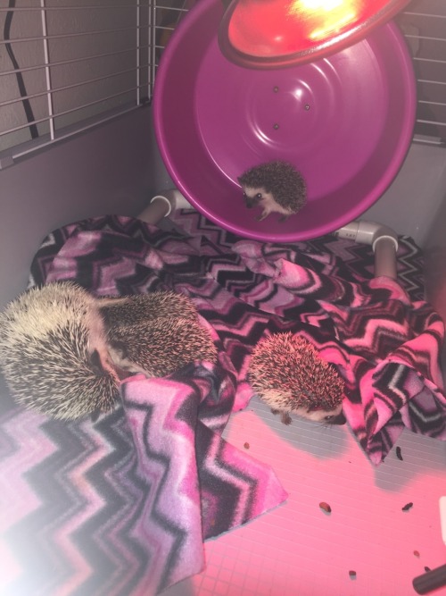 e-vay:  amelialeeannrose:My hedgehogs ❤️ adult photos