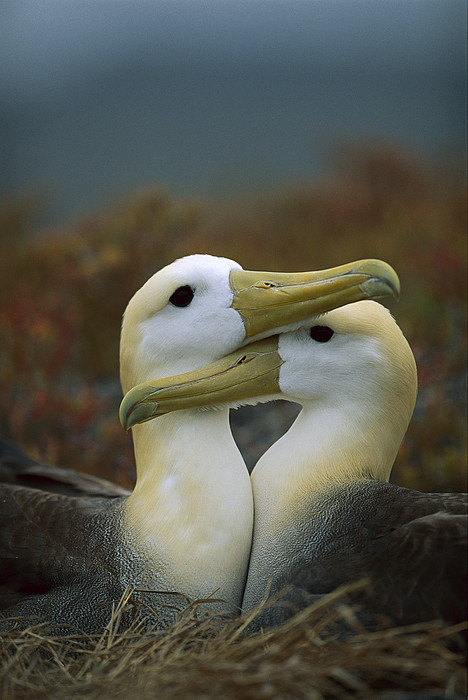 beauty-rendezvous:(via Waved Albatross Pair Bonding Galapagos by Tui De Roy)