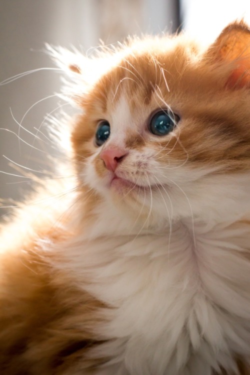 rokuthecat:cat light by benjaminpoizatanimaux,cat,chat,flash
