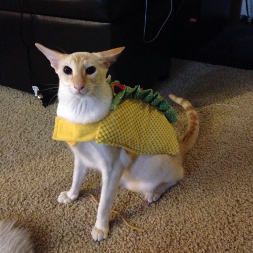 pangolinfeets:This was my cat for Halloween. His name is Potatoes.