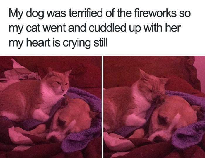 nah-later:  thenameisdog:  thenameisdog:    we don’t deserve these animals tbh