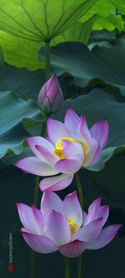 Lotus flower petal shape