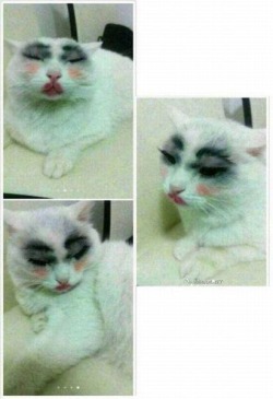 katara:  johnathanwall:  zubat:  Please don’t ever, ever put make-up on your pets. Thank you in advance  WHY WOULD YOU DO THIS  ok but that cat has never looked so good  