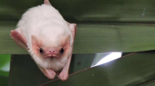 kramergate: magiashley:  magiashley: do you guys want to see a really good bat nobody answered but here you go anyway   his name is Merlin Tuttle 