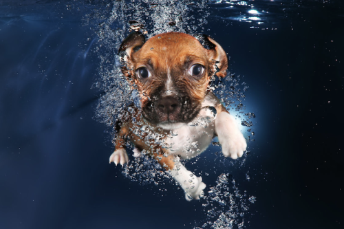 mymodernmet:  Seth Casteel, the photographer behind Underwater Dogs, is back with the adorable series Underwater Puppies (available at Barnes & Noble). Casteel, who taught over 1500 puppies how to swim, hopes to raise awareness of rescue and adoption