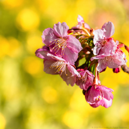 Rapeseed and Cherry BlossomsCluster of cherry blossoms against a background of rapeseed blossoms in 