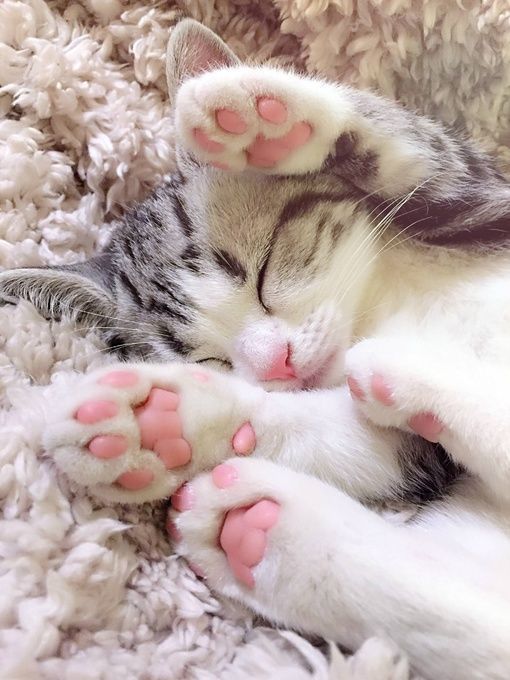 I love kitties