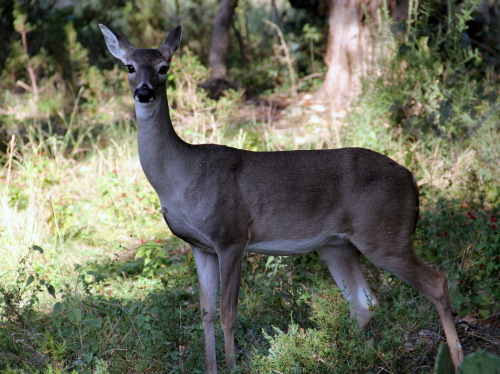 natural-reflection:  White-Tailed Deer or adult photos