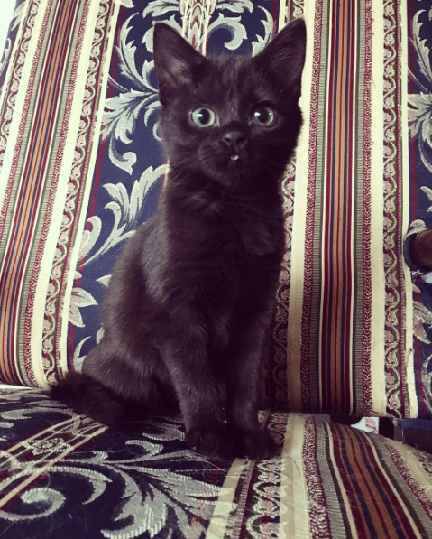 kdotjay-draws-and-reblogs: sindri42: High quality content. black cats giving me high