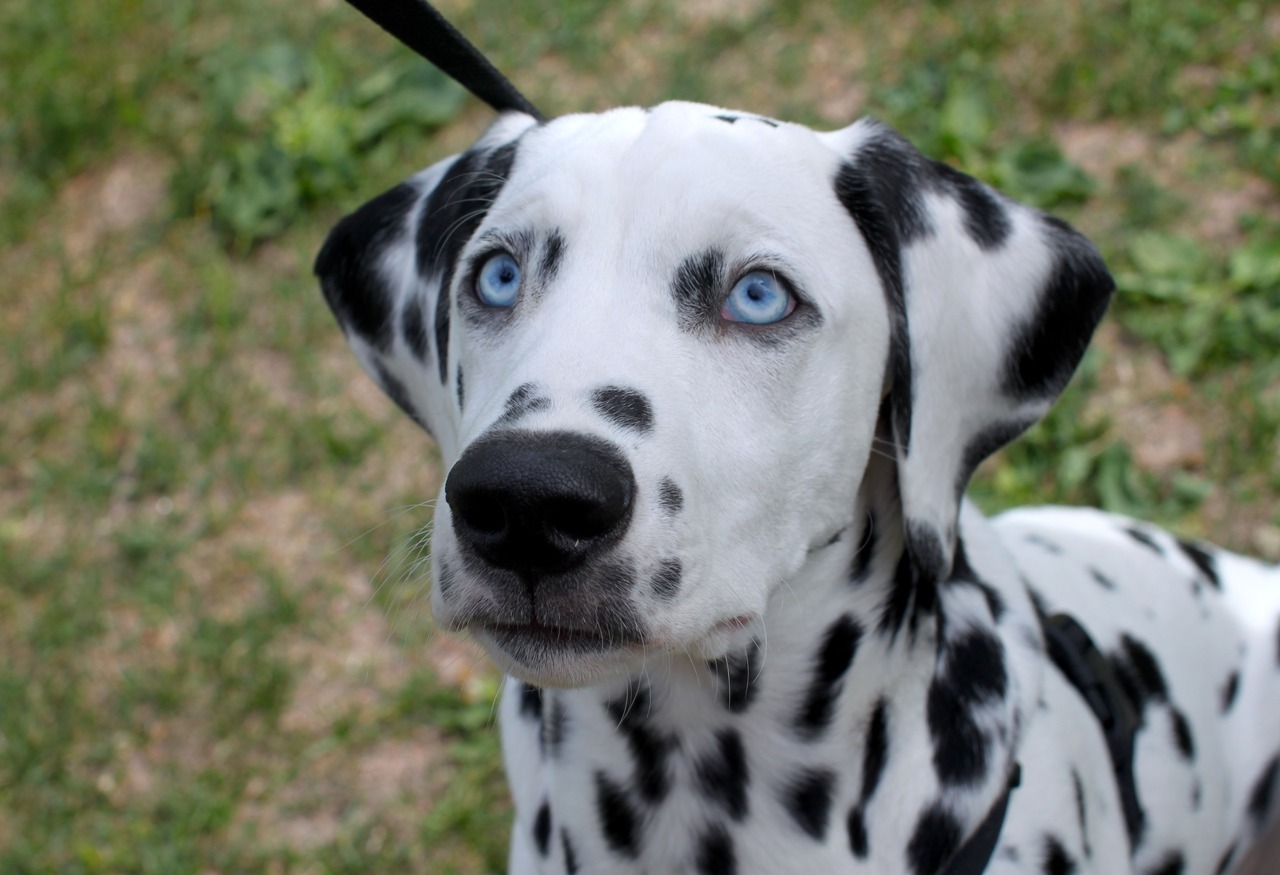 dogs of helsinki — Sulo, 17 week old Dalmatian “His blue eyes are...