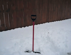 sizvideos:  This dog loves to shovel the