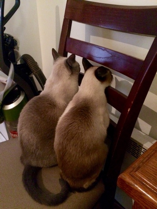 feministingforchange: knightoflodis: feministingforchange: kitties roasting on an open heater I thou