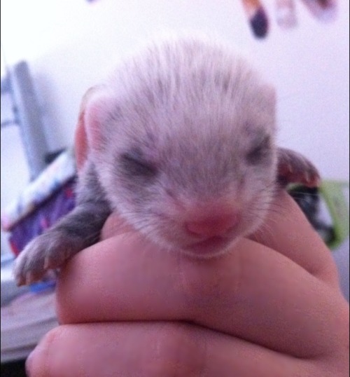 captainkateblr:  So here’s some photos of my baby ferrets.