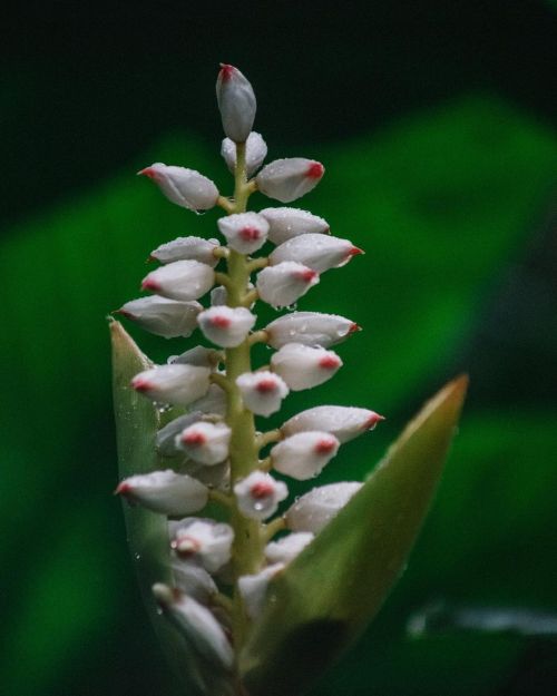 Shell Ginger!#shellginger #gingerflower #flower #flowers #flowersofinstagram #flowersoftheworld #f