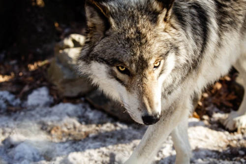 wolveswolves:  By   	Jerry W. Fuqua 	  	 				 					 						 					 				 			  	     