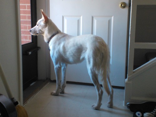 She’s such a beautiful dog, I can’t get over how pretty she is<3 She’s finally gaining weight too. She was too skinny when we got her. 