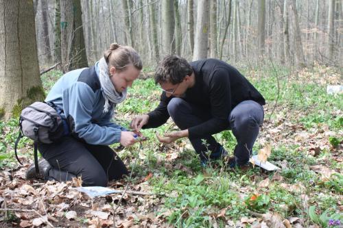 currentsinbiology: Trees recognize roe deer by salivaIn spring, the young, delicate shoots in the fo