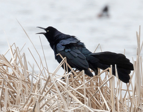 Great-tailed Grackle Appreciation Post