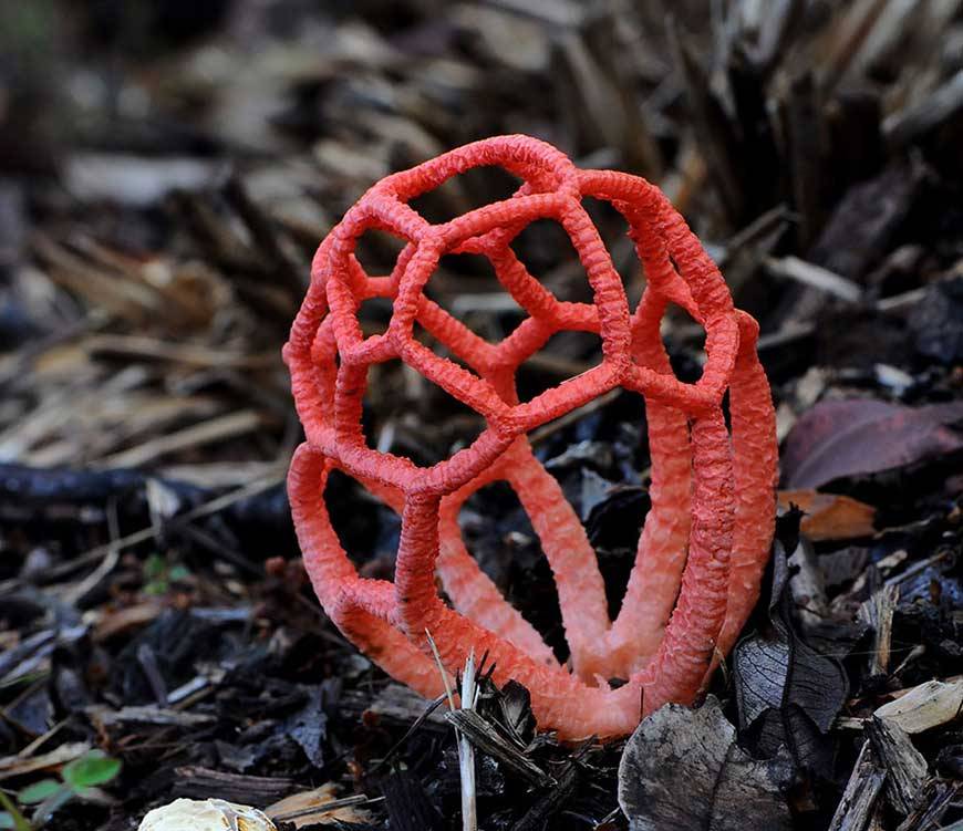end0skeletal:   Weird Fungi! 1.  Orange Pore  2. Red Cup3. Inky Cap4. Veiled Lady5.