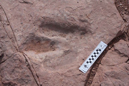 Have you seen this footprint?
This is a 190 million year old footprint of a 3-toed dinosaur. It was left in the mud by a species of Theropod; meat-eating dinosaurs that were predecessors of the famous later T-Rex. This particular footprint was found...