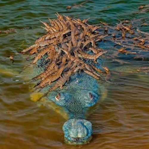 Wow, at first I thought this reptile had a whole pile of brown vegetation on his head, but It’s all 