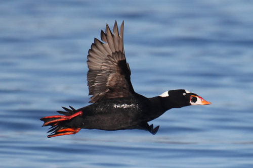 ainawgsd:The surf scoter (Melanitta perspicillata) is a large sea duck native to North America. Adul