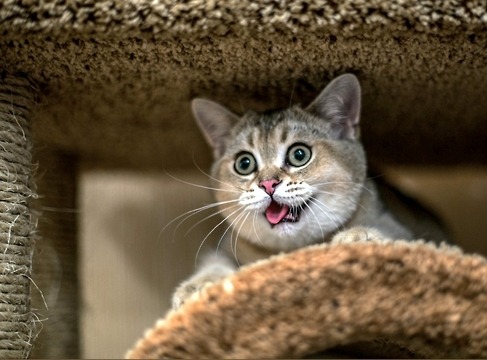mostlycatsmostly:  (via Tanya270363) 