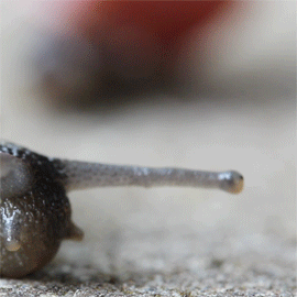 missdoku:  snails are fascinating to me idk why 