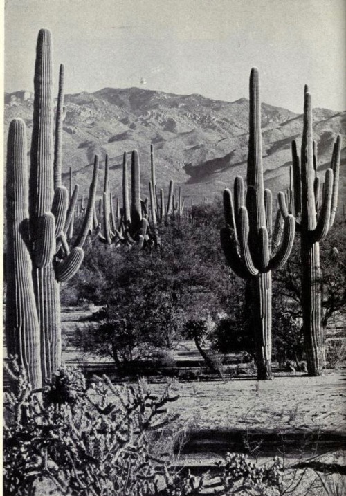 nemfrog:“Desert and boreal plants of amazing diversity are found in Saguaro National Monument.” Plan