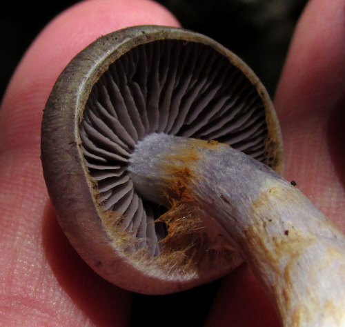 microcosmicobservations: Gills of the viscid violet cort (Cortinarius iodes). Note the webby partial