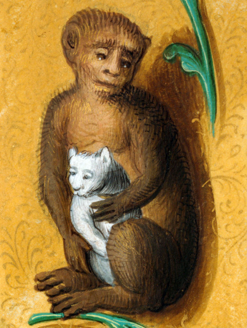 monkey hugging a kittengradual, Valenciennes 16th century.Douai, Bibliothèque municipale, ms. 109, f