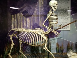 Copperbadge: Fyi Guys In Florida There’s A Museum Called Skeletons: Animals Unveiled