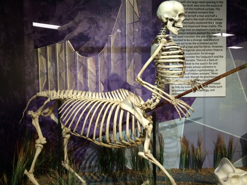 copperbadge:FYI guys in Florida there’s a museum called SKELETONS: ANIMALS UNVEILED and they have ov