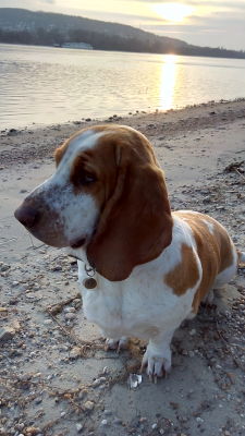 handsomedogs:  Molly, 3.5 yo basset hound 
