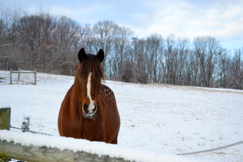 And of course our very own farm &ldquo;mammoth,&rdquo; Clipper. 