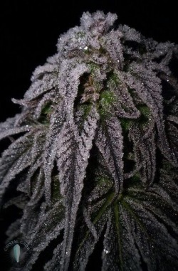 kush-vibe:  What strain is this?? 