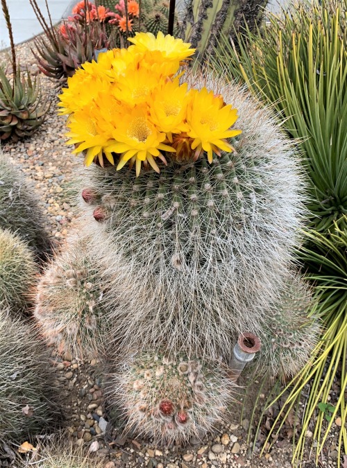 ruthbancroftgarden: Lobivia formosaThis plant was formerly placed in the genus Soehrensia, but curre