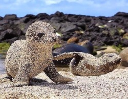 animal-factbook:  Sea lion cover in sand to protect themselves from the sun.