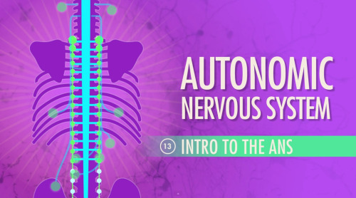 thought-cafe:Moments from Crash Course Anatomy & Physiology #13: Autonomic Nervous System. https