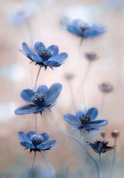 🌸🍃Forget-me-not